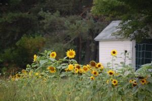 Clary Lake B & B 007