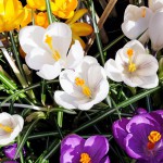 crocus-1263822_960_720